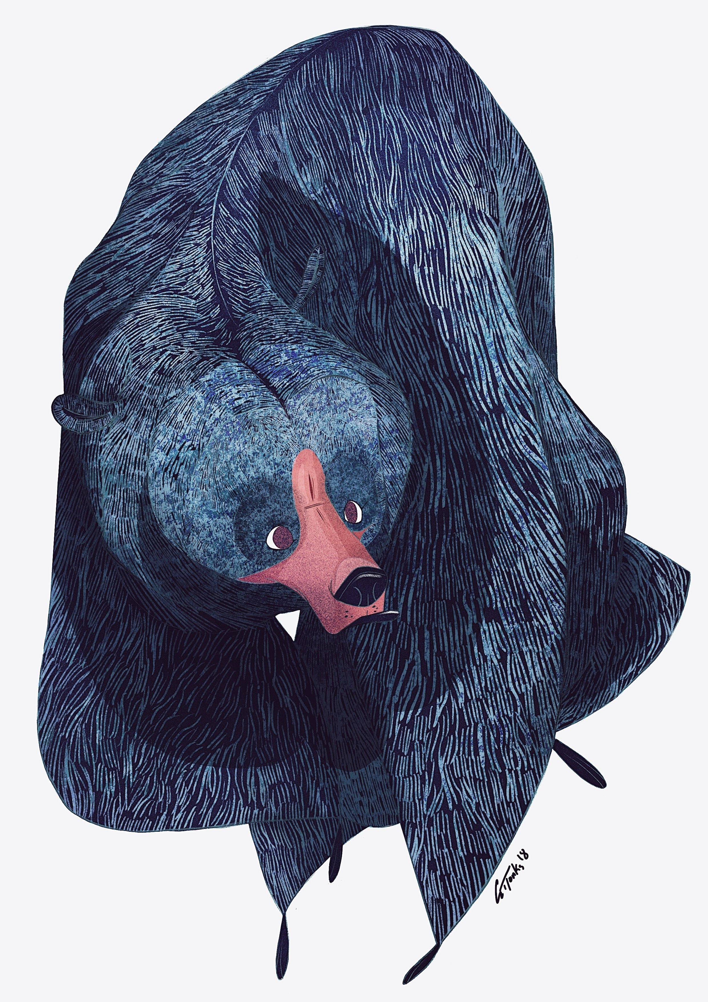 bear illustration george tonks